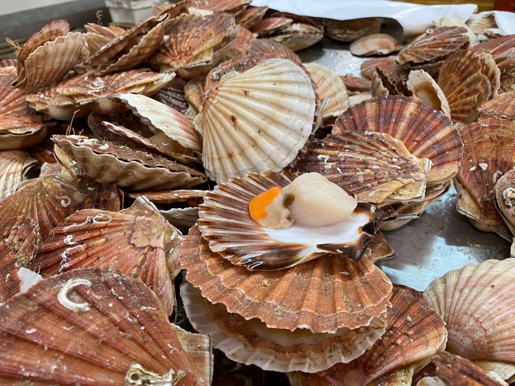 Coquille-Saint-Jacques